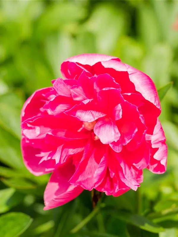 Bauerngarten-Pfingstrose 'Rosea Plena'