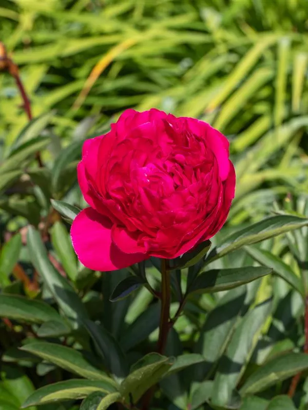 Bauerngarten-Pfingstrose 'Rubra Plena'