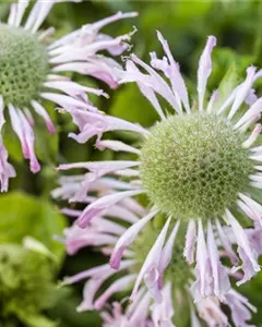 Minzenblättrige Indianernessel