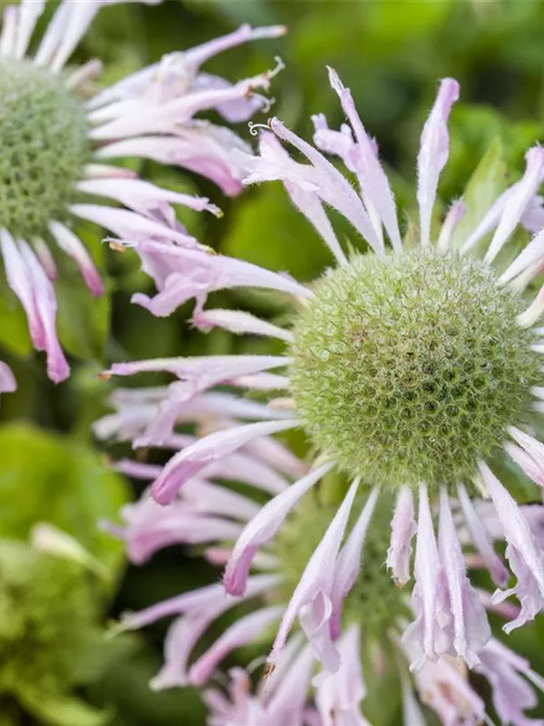 Minzenblättrige Indianernessel