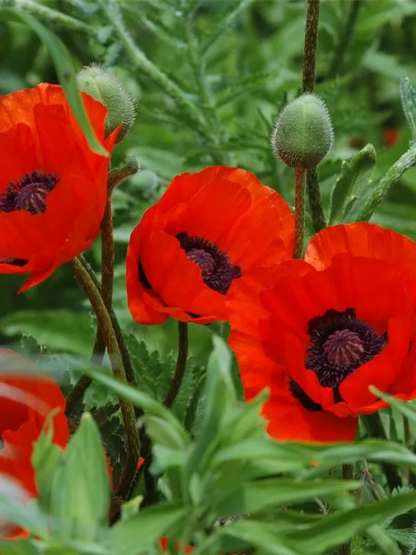 Orientalischer Mohn 'Beauty of Livermere'