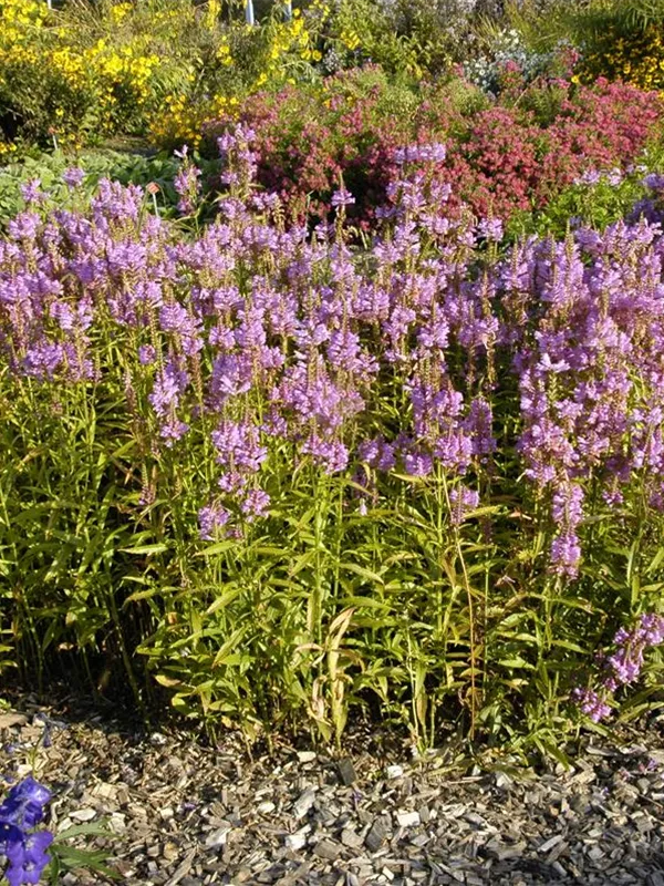 Gelenkblume 'Red Beauty'