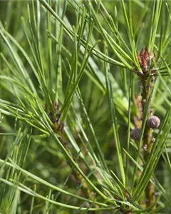 Japanische Strauchkiefer 'Alice Verkade'