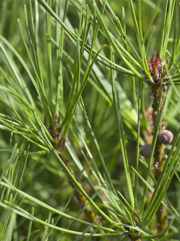 Japanische Strauchkiefer 'Alice Verkade'