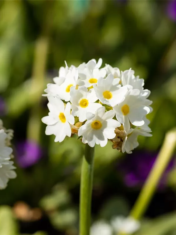 Kugelige Schlüsselblume 'Alba'