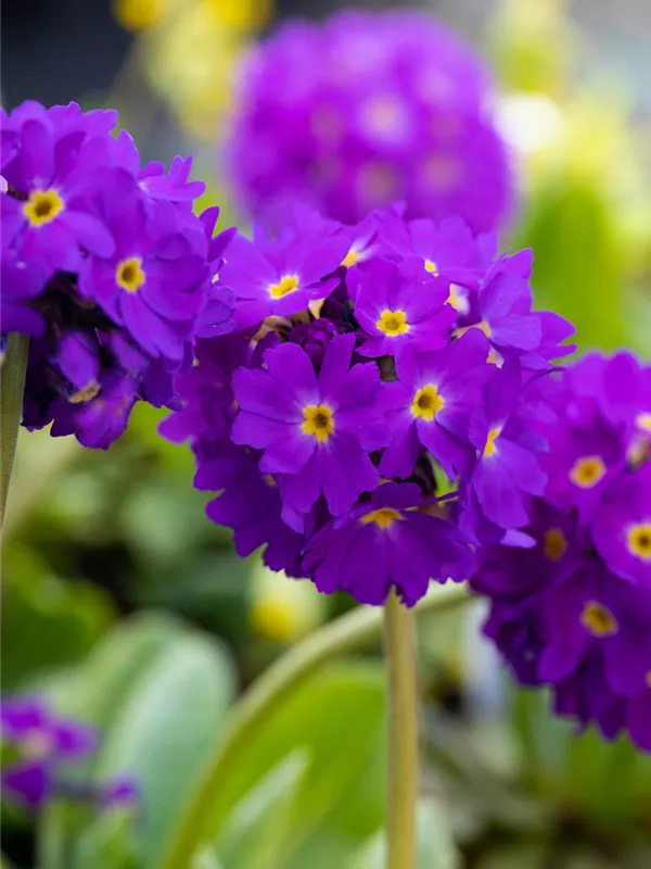 Kugelige Schlüsselblume 'Lilac'