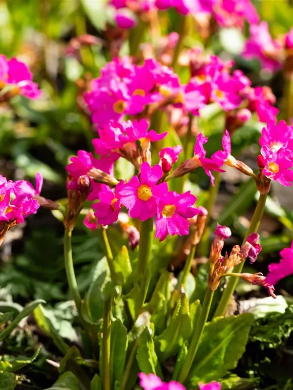 Rosen-Schlüsselblume 'Gigas'