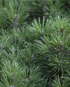 Berg-Kiefer 'Gnom Findling'