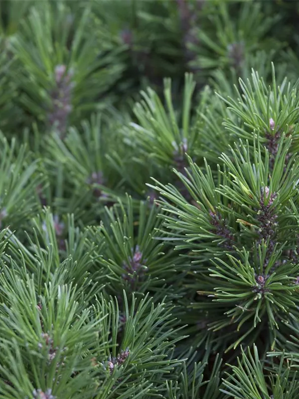 Berg-Kiefer 'Gnom Findling'