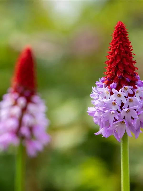 Orchideen-Schlüsselblume