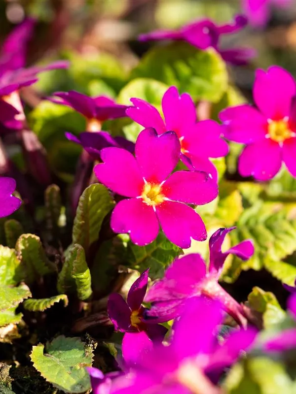 Teppich-Primel 'Wanda'