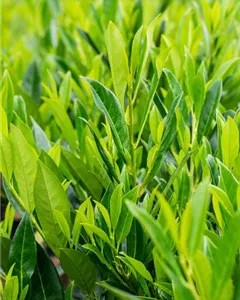 Kaukasische Lorbeerkirsche