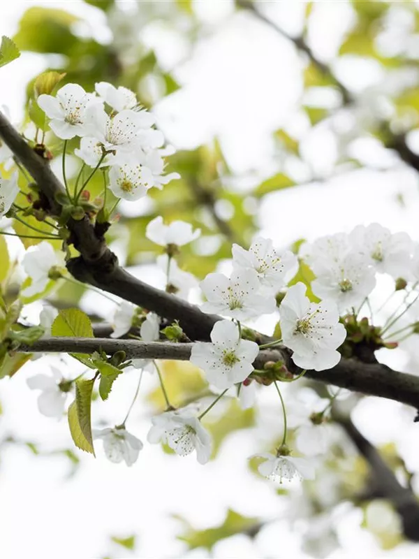 Süß-Kirsche 'Büttners Rote Knorpelkirsche'