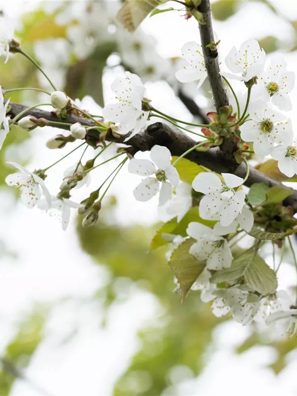 Süßkirsche 'Große Prinzessinkirsche'