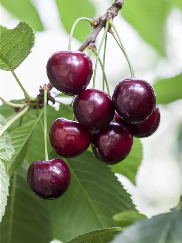 Süßkirsche 'Große Schwarze Knorpelkirsche'