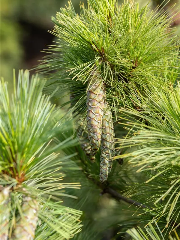 Mazdedonische Kiefer