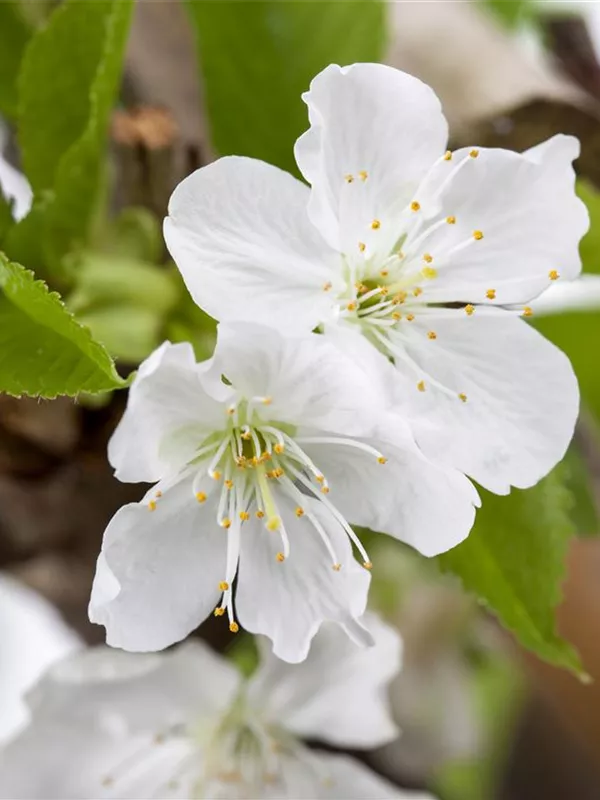 Säulen-Süßkirsche 'Sylvia'®