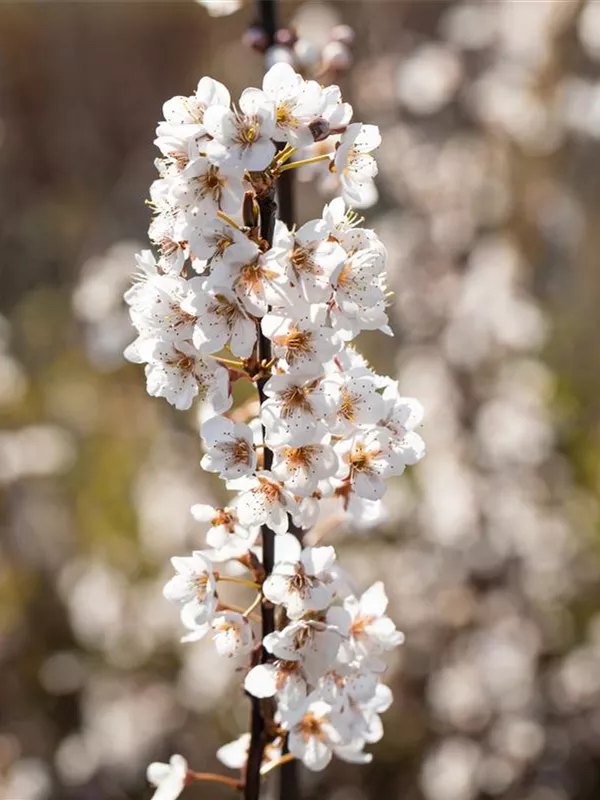 Zierpflaume 'Trailblazer'