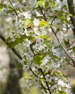 Japanische Nelkenkirsche 'Ukon'