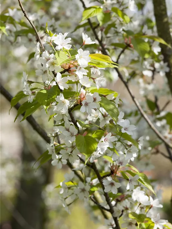 Japanische Nelkenkirsche 'Ukon'
