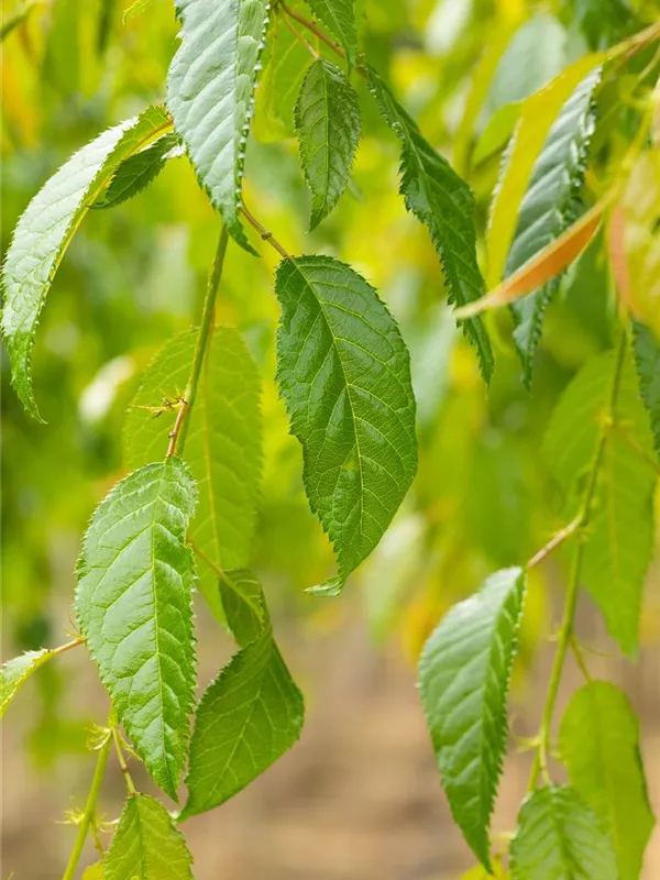 Hängende Nelkenkirsche 'Kiku-shidare-zakura'