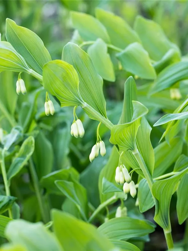 Vielblütiger Salomonssiegel