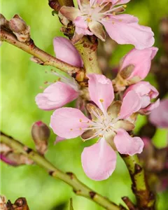 Zwergmandel 'Fire Hill'