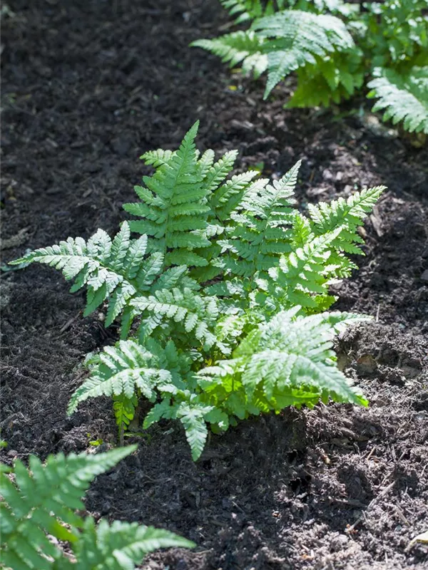 Gemeiner Tüpfelfarn