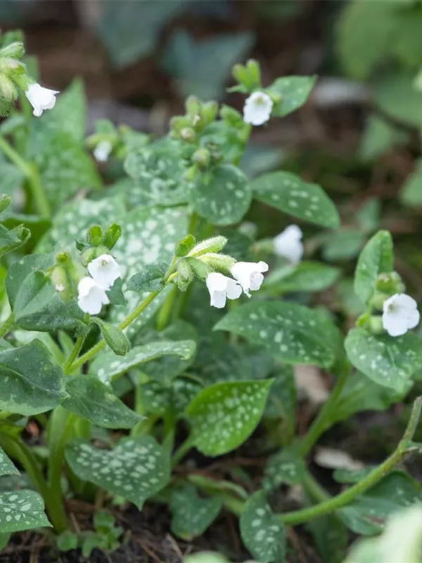 Kleingeflecktes Lungenkraut 'Sissinghurst White'