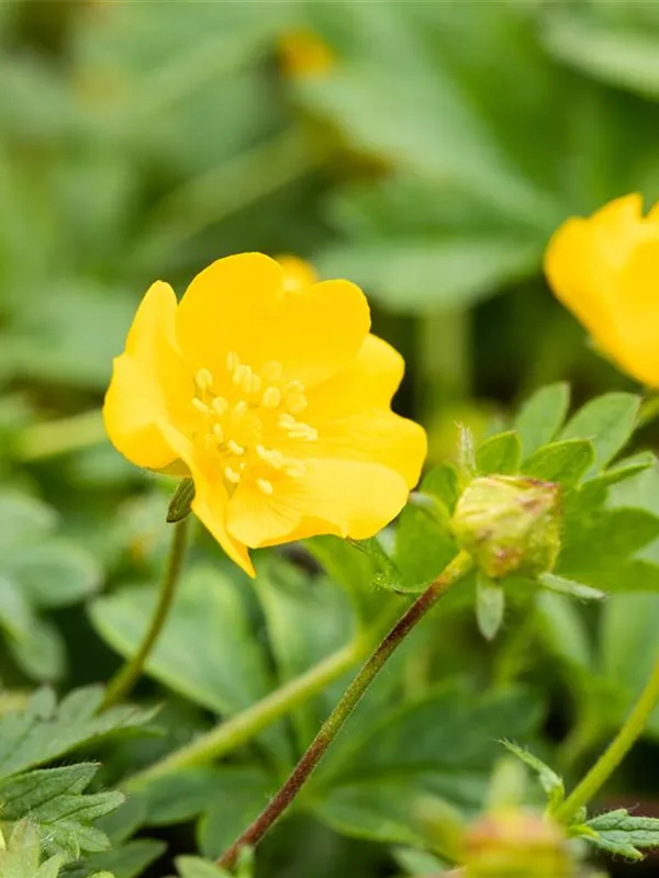 Zottiges Fingerkraut 'Goldrausch'
