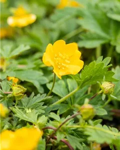 Zottiges Fingerkraut 'Goldrausch'