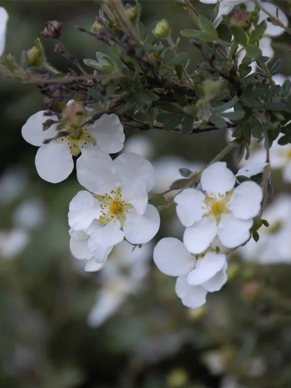 Fingerstrauch 'Abbotswood'