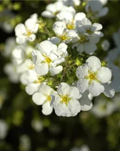 Fingerstrauch 'Abbotswood'