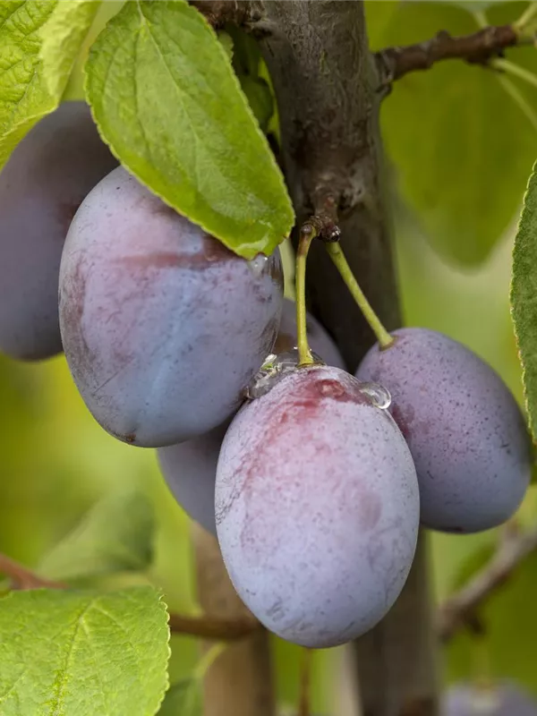 Zwergzwetsche 'Jojo'