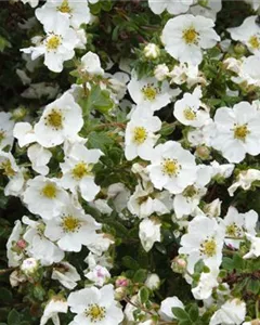 Fingerstrauch 'Snowflake'