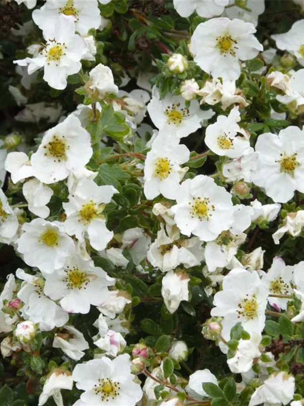 Fingerstrauch 'Snowflake'