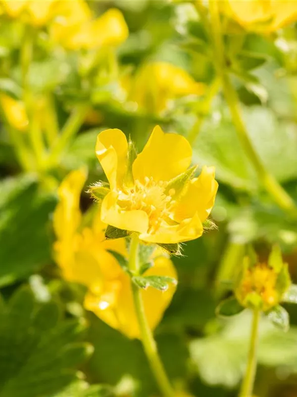 Großblütiges Fingerkraut