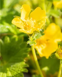 Großblütiges Fingerkraut