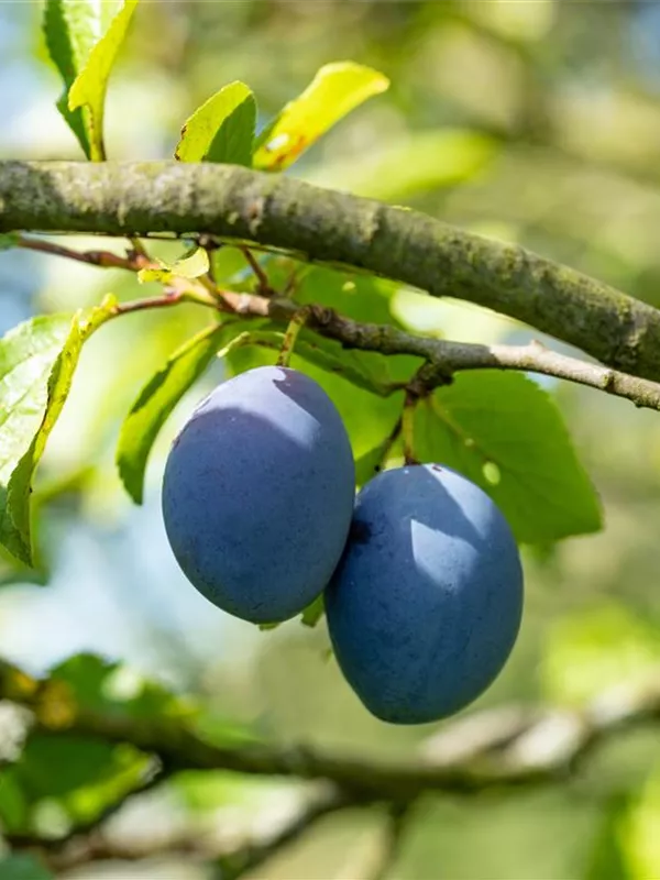 Zwetschge 'Topfive'(s)