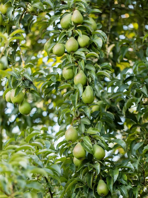 Winterbirne 'Gräfin von Paris'