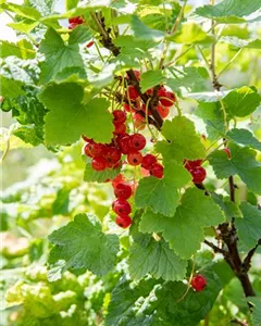 Johannisbeere 'Heinemanns Rote Spätlese'
