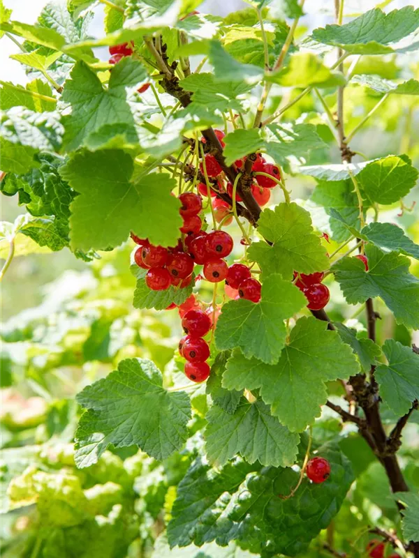 Johannisbeere 'Heinemanns Rote Spätlese'