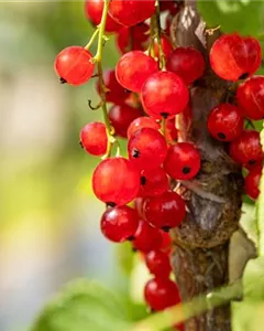 Rote Johannisbeere 'Jonkheer von Tets'