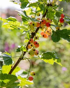 Johannisbeere 'Rolan'