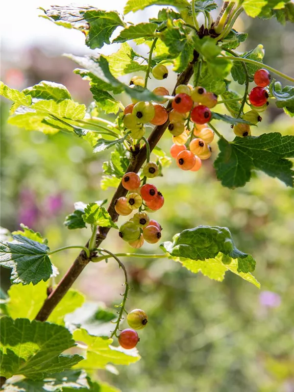 Johannisbeere 'Rolan'