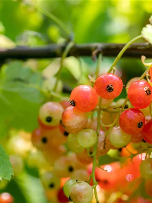 Johannisbeere 'Rondom'