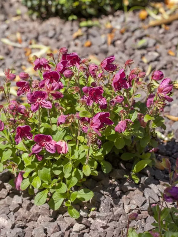Kamtschatka-Rhododendron