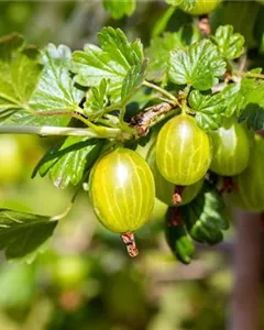 Stachelbeere 'Hinnonmäki'