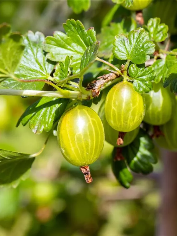 Stachelbeere 'Hinnonmäki'