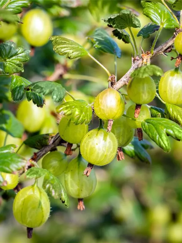 Stachelbeere 'Invicta'